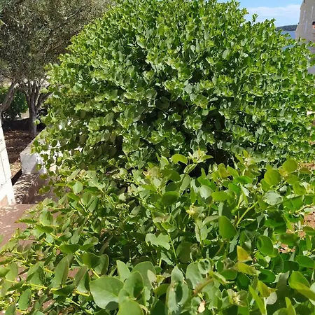 Doro Vela Luka