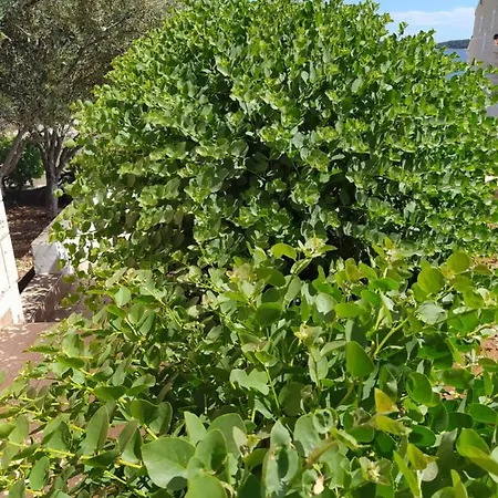 Doro Vela Luka
